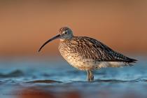 Grosser Brachvogel